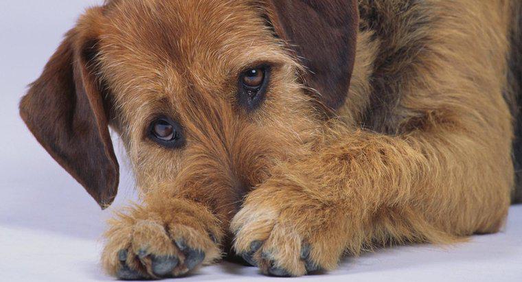 Che cosa causa a un cane la diarrea con sangue e muco?