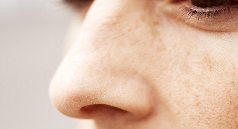 Quali sono le due funzioni della mucosa trovate nella cavità nasale?