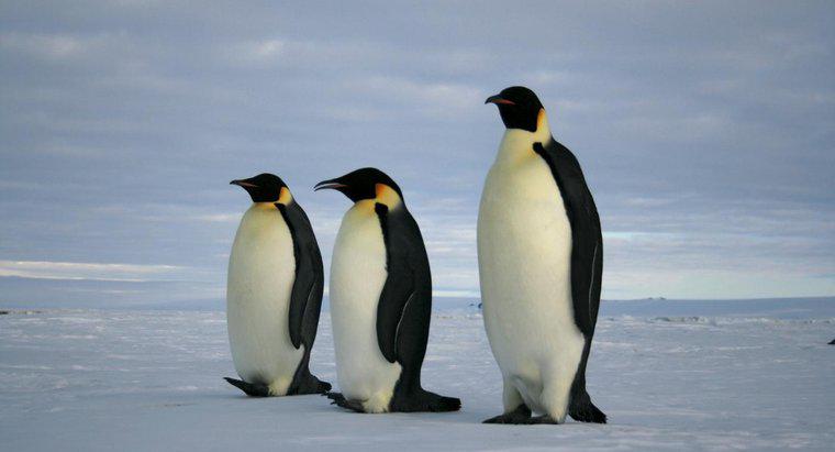 Cosa mangia pinguini imperatore?