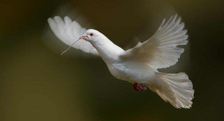 Cosa simboleggiano le colombe bianche?