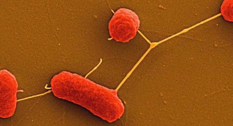 Quali sono i batteri non fastidiosi?