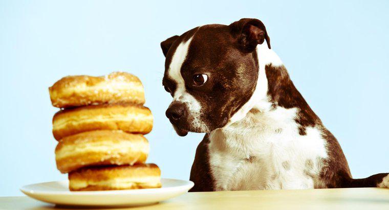 Lo zucchero fa male ai cani?