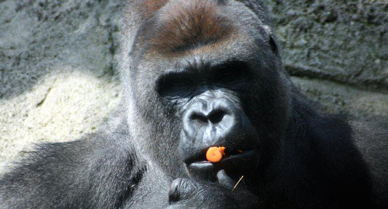 I gorilla onnivoro o erbivoro?