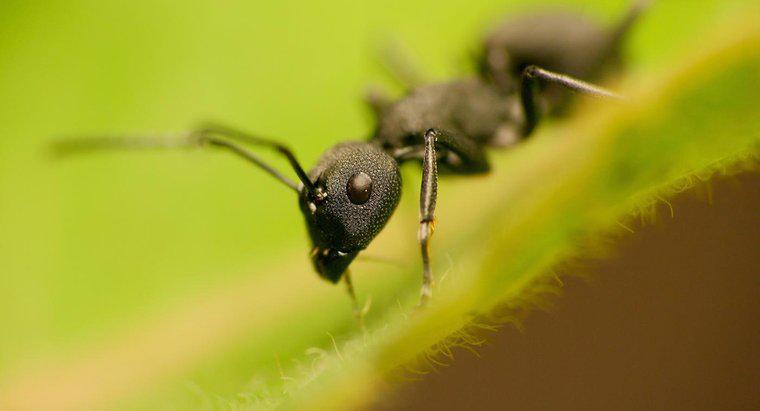 Le formiche sono erbivori o carnivori?