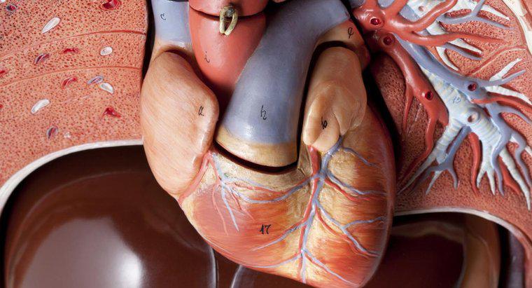 Quante arterie ci sono nel cuore umano?