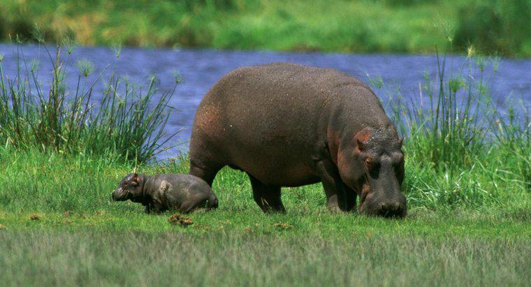 Quanto è grande un ippopotamo?