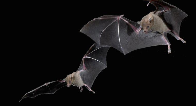 Come i pipistrelli trovano la loro strada nell'oscurità?