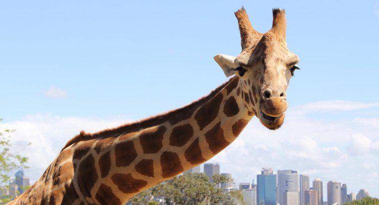 Cosa mangiano le giraffe mentre sono in prigionia?