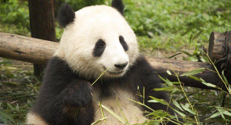 Che aspetto hanno i Panda giganti?