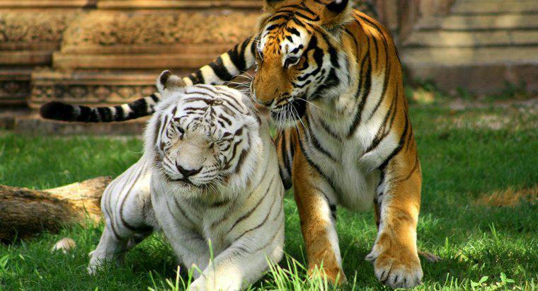 In quale Bioma vive la tigre bianca?