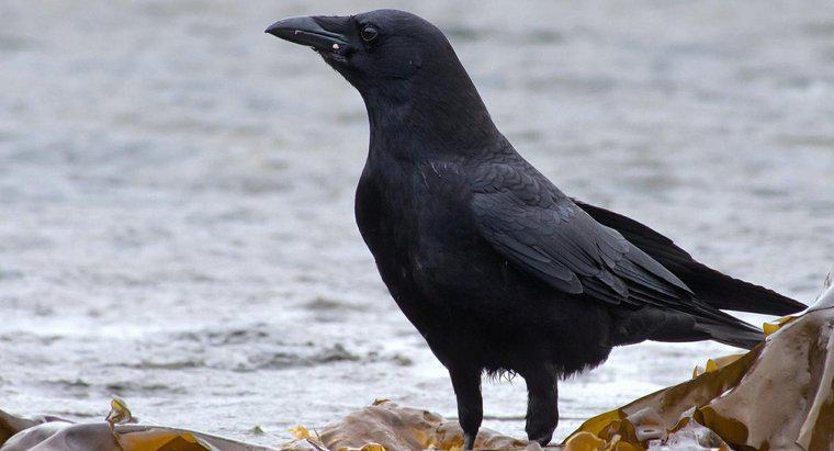Cosa significa se una persona vede un corvo nero?