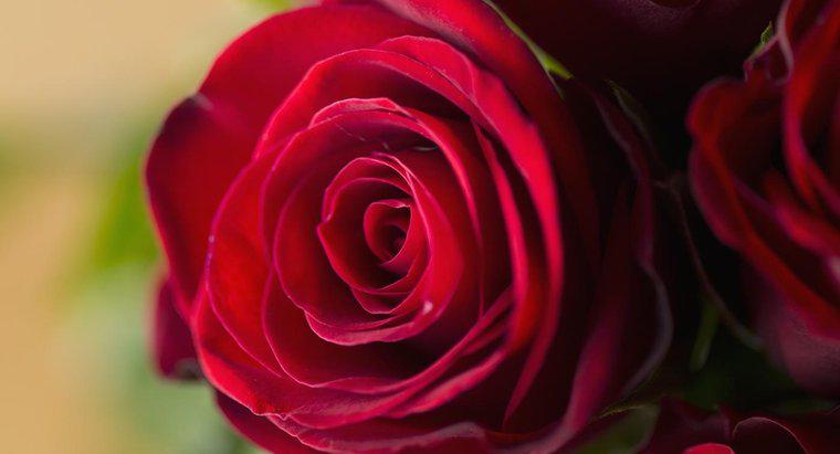 Cosa significano le rose rosse?
