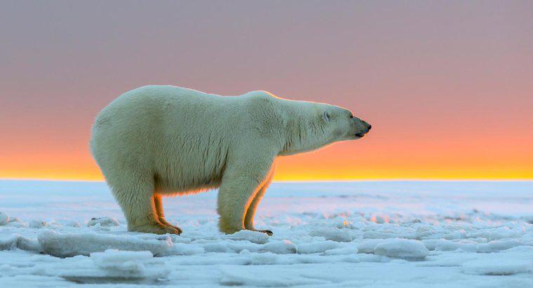 Quanto sono grandi gli orsi polari?