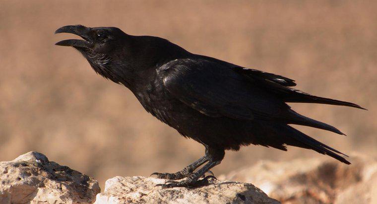Cosa simboleggia il corvo?