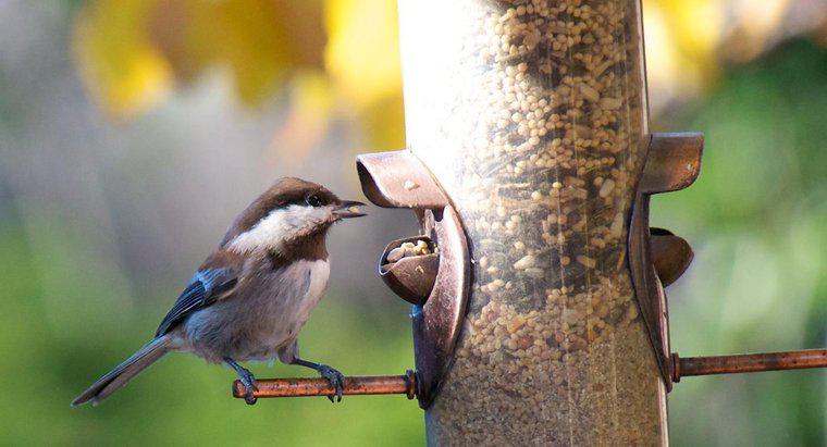 Che tipo di cibo mangiano gli uccelli?