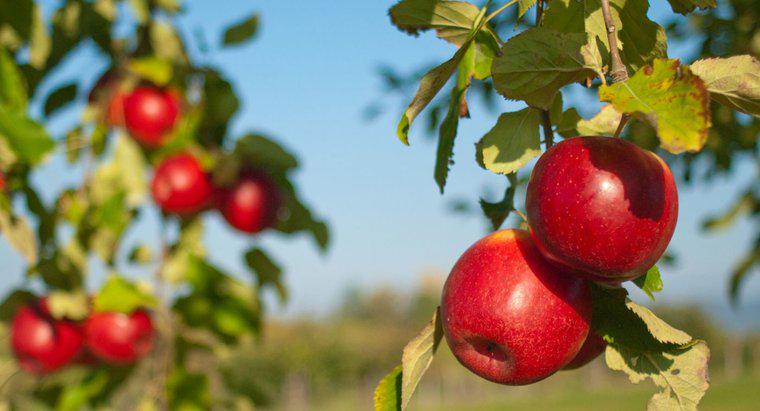 Perché Johnny Appleseed ha indossato una pentola in testa?