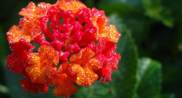 Le piante perenni di Lantana sono?