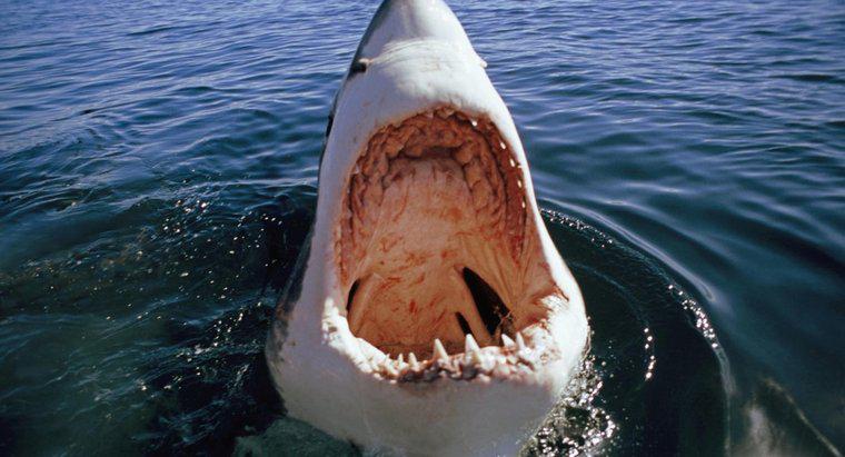 Perché accadono grandi attacchi di squalo bianco?