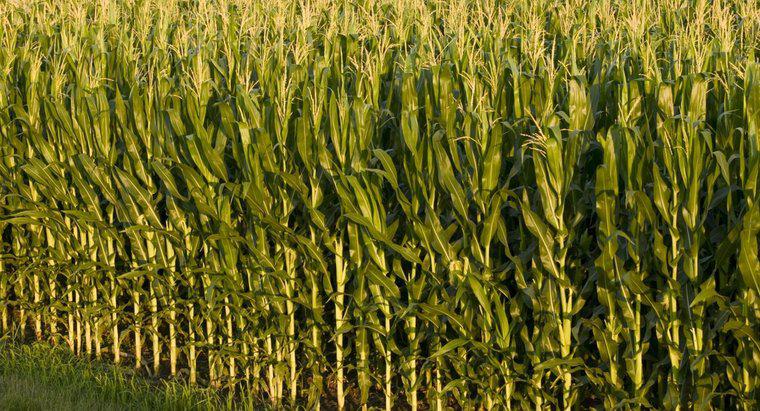 Qual è la differenza tra mais e mais?