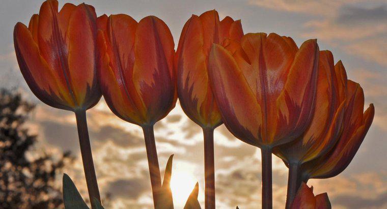 Taglio i tulipani dopo che sono fioriti?