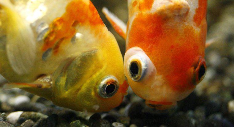 Come fanno i pesci rossi a fare i bambini?