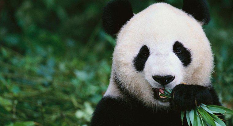 Cosa mangiano i Panda Bears?