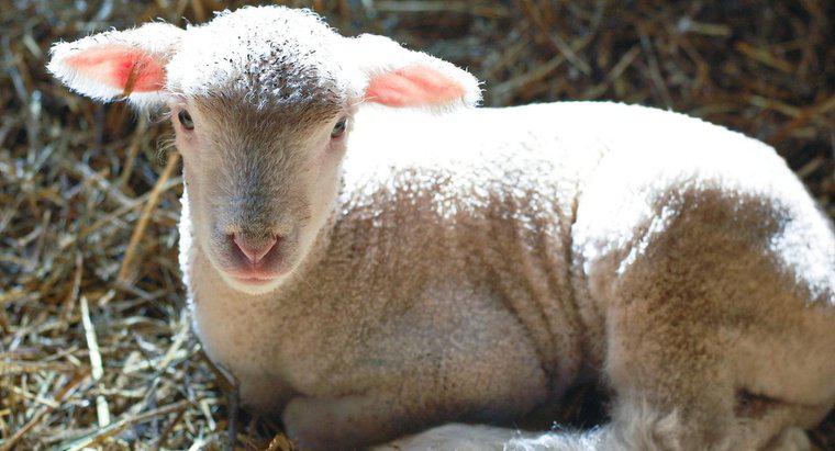 Che cosa si chiama un agnellino?