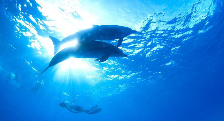 In quale zona oceanica vivono i delfini?