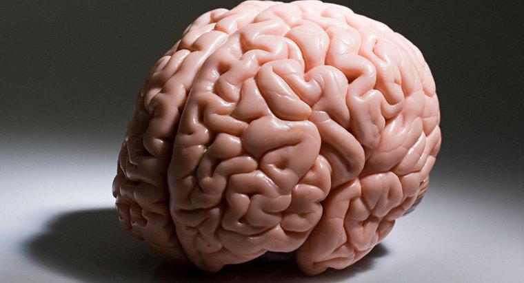 Quale parte del cervello è responsabile di processi di pensiero più elevati, come il pensiero logico?