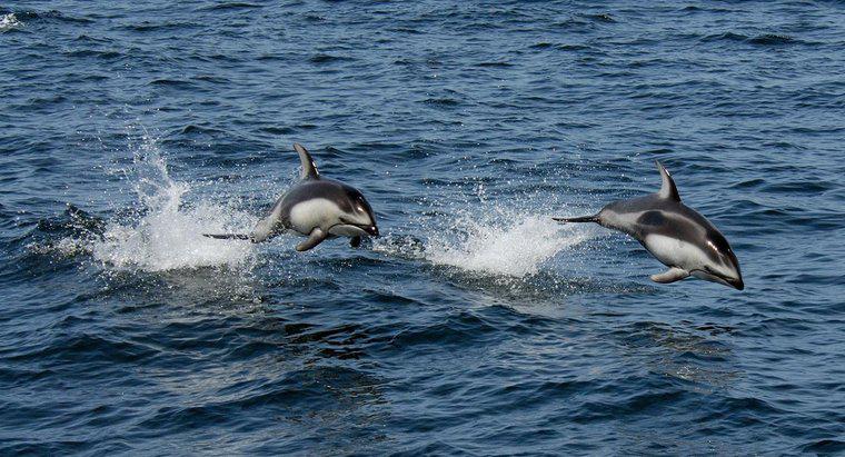 Un delfino è un carnivoro e un erbivoro o un onnivoro?