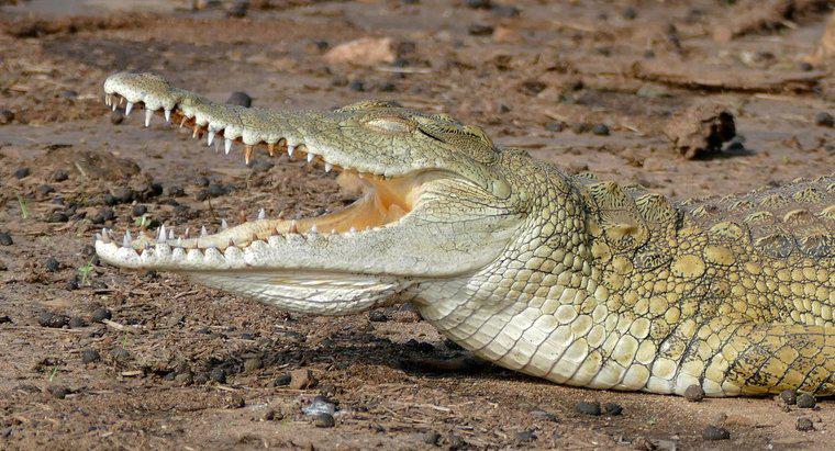 Cosa mangia il coccodrillo del Nilo?