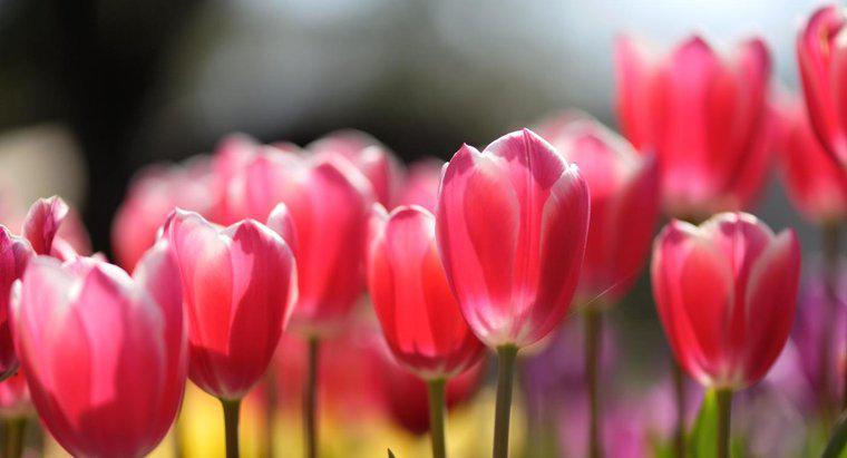 Come si riproducono i tulipani?