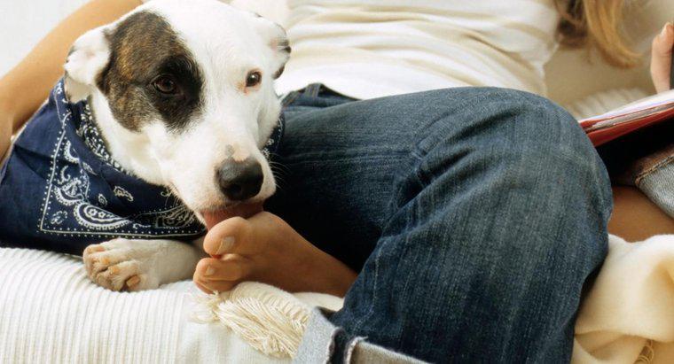 Perché i cani leccano i piedi umani?