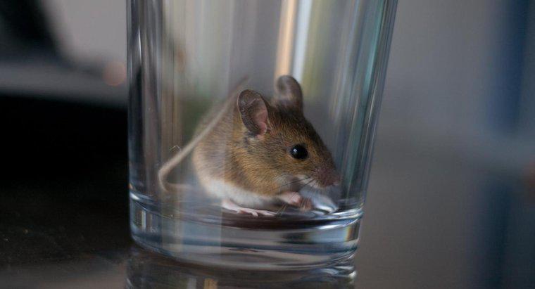 Quali sono alcuni rimedi domestici per uccidere i topi?