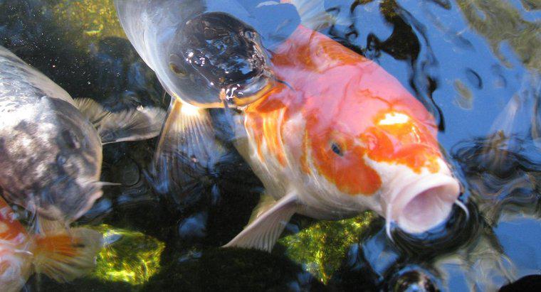 I pesci hanno lingue?