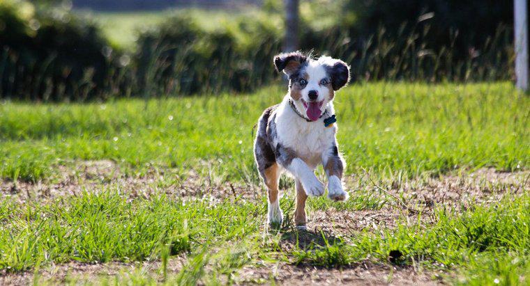 Quanto velocemente può correre un cane?