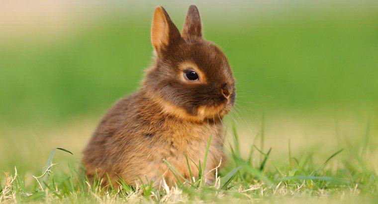 Quanto dura un coniglio nano olandese?