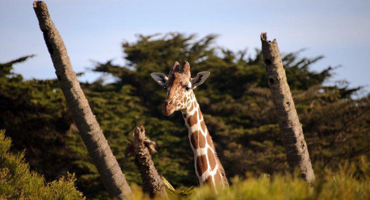 Quante vertebre ha una giraffa?
