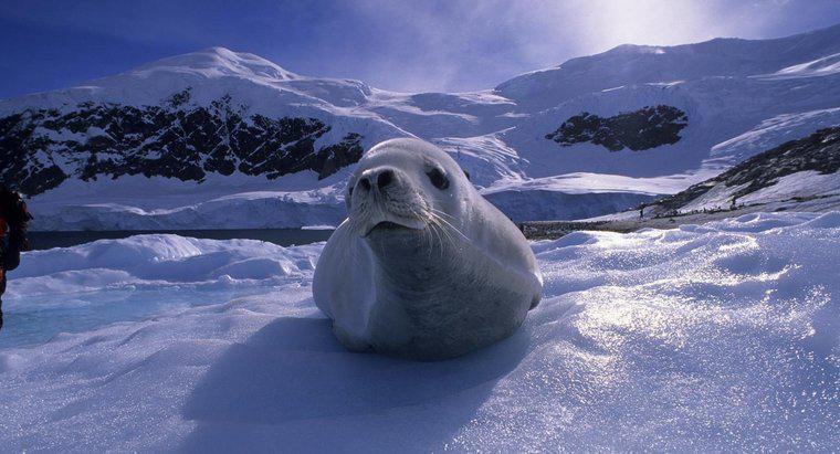 Che tipo di animali vivono in Antartide?