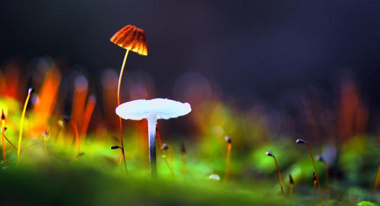 Come sono simili i funghi e le piante?