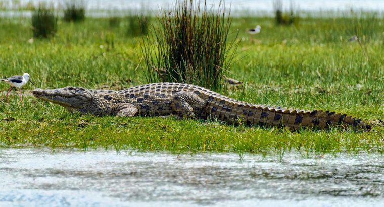 I coccodrilli sono più grandi degli alligatori?