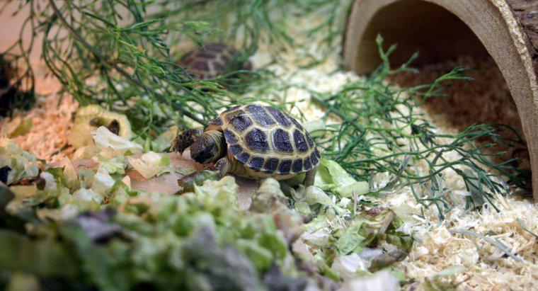 Cosa è incluso in un kit completo di habitat per tartarughe?