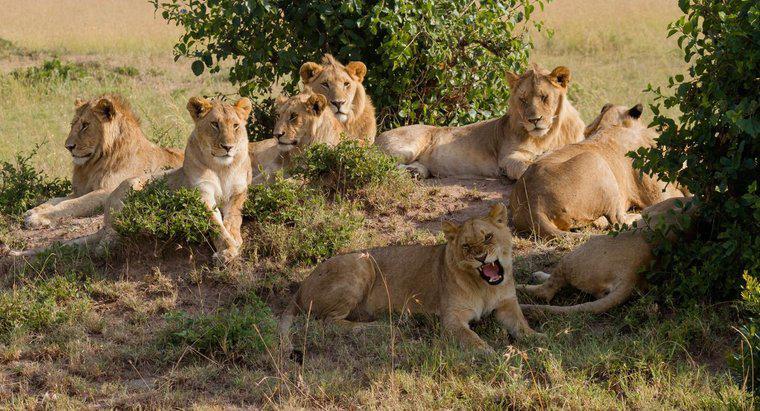 Che cos'è un gruppo di Lions chiamato?