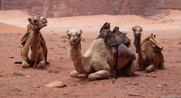 Quanto tempo vivono i cammelli?