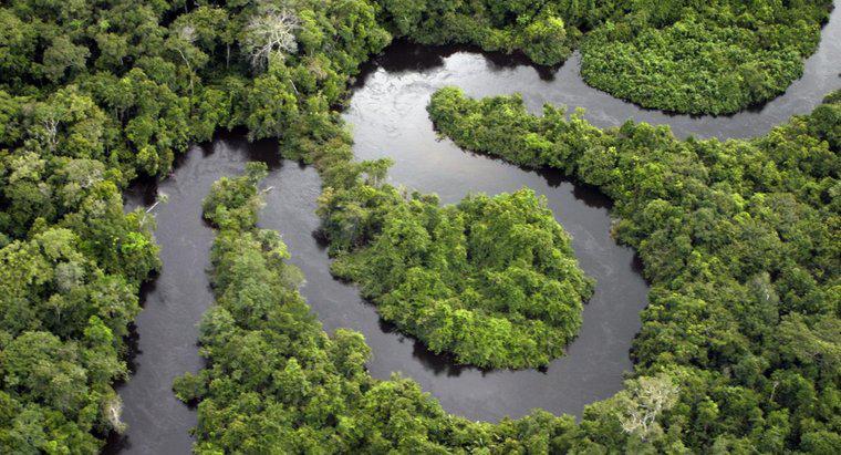 Quali tipi di corpi idrici si trovano in una foresta pluviale tropicale?