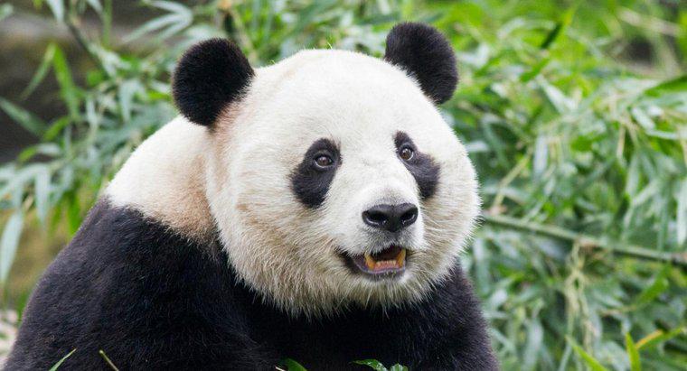 Quali sono alcuni nemici del panda gigante?