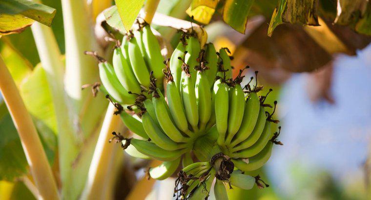 Come si riproducono le banane?