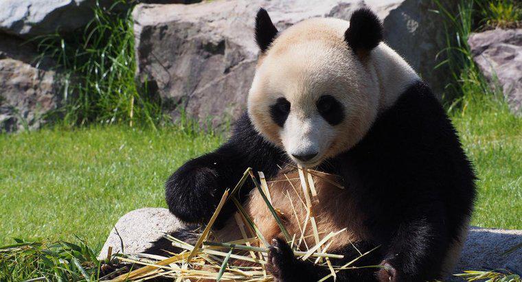In che modo i panda giganti si sono adattati al loro ambiente?