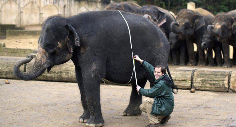 Quanto pesano gli elefanti in tonnellate?