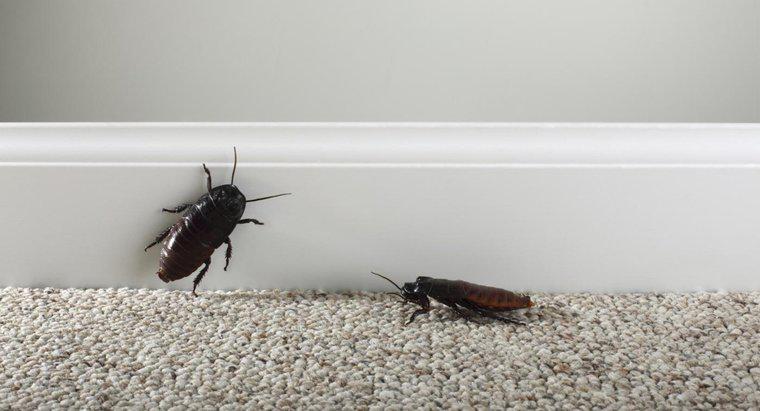 Come si eliminano gli scarafaggi?